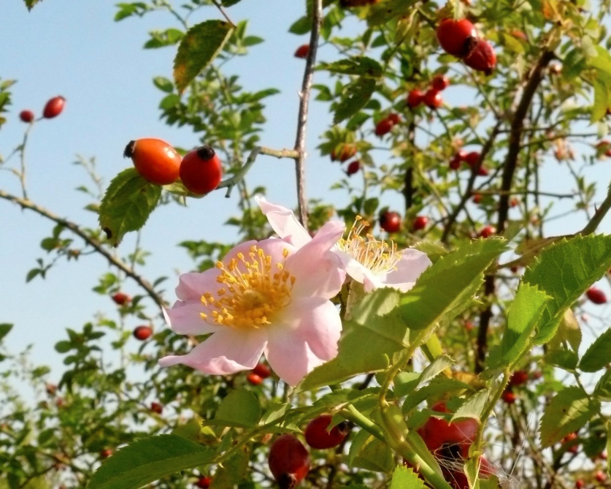 Свобориное дерево шиповник 6 июня