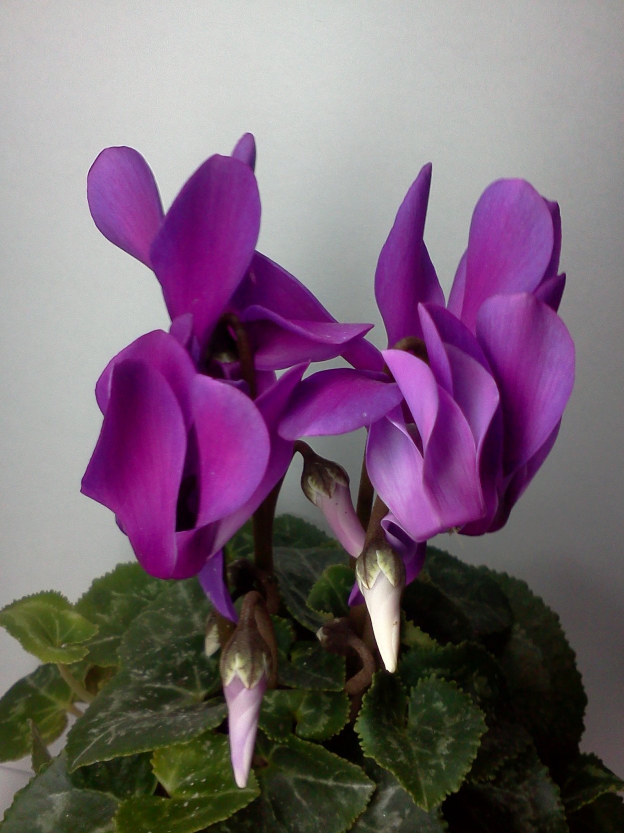 Цикламен сиреневый