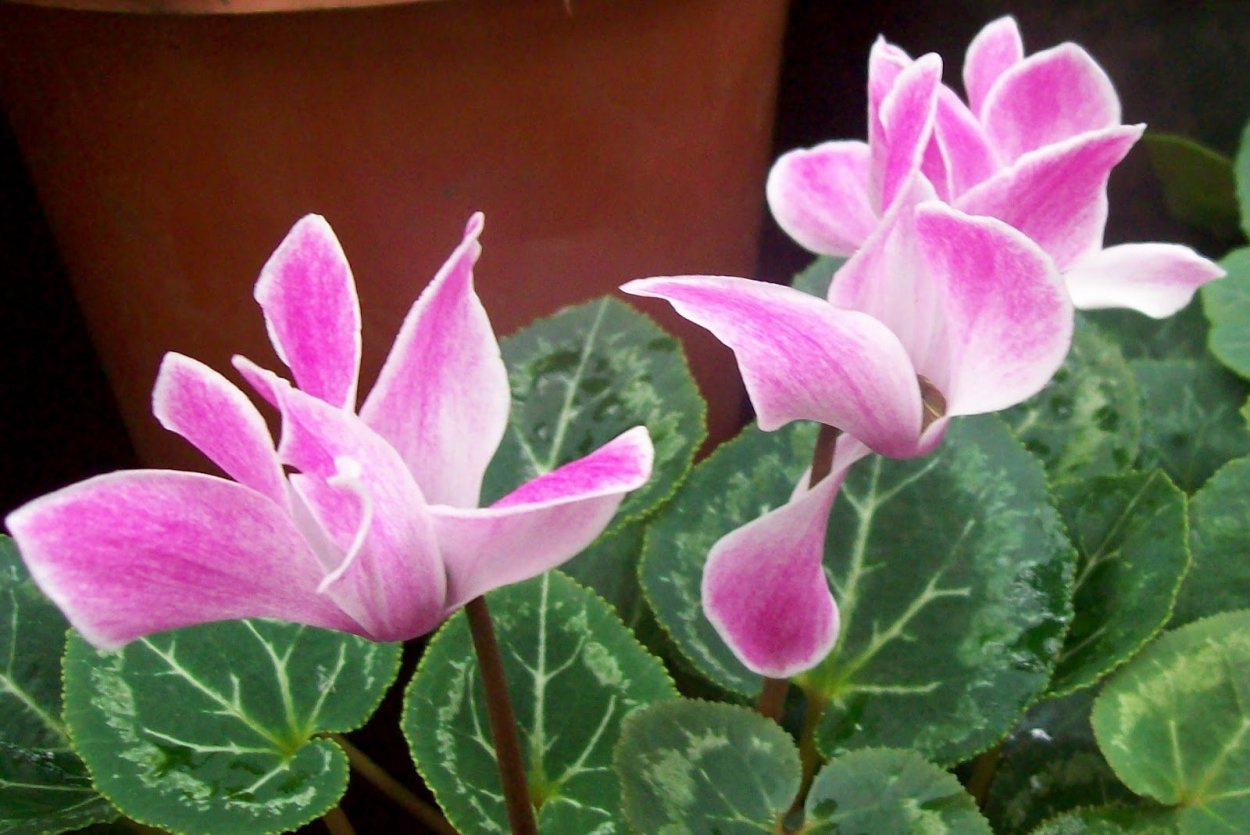 Цикламен фиолетовый