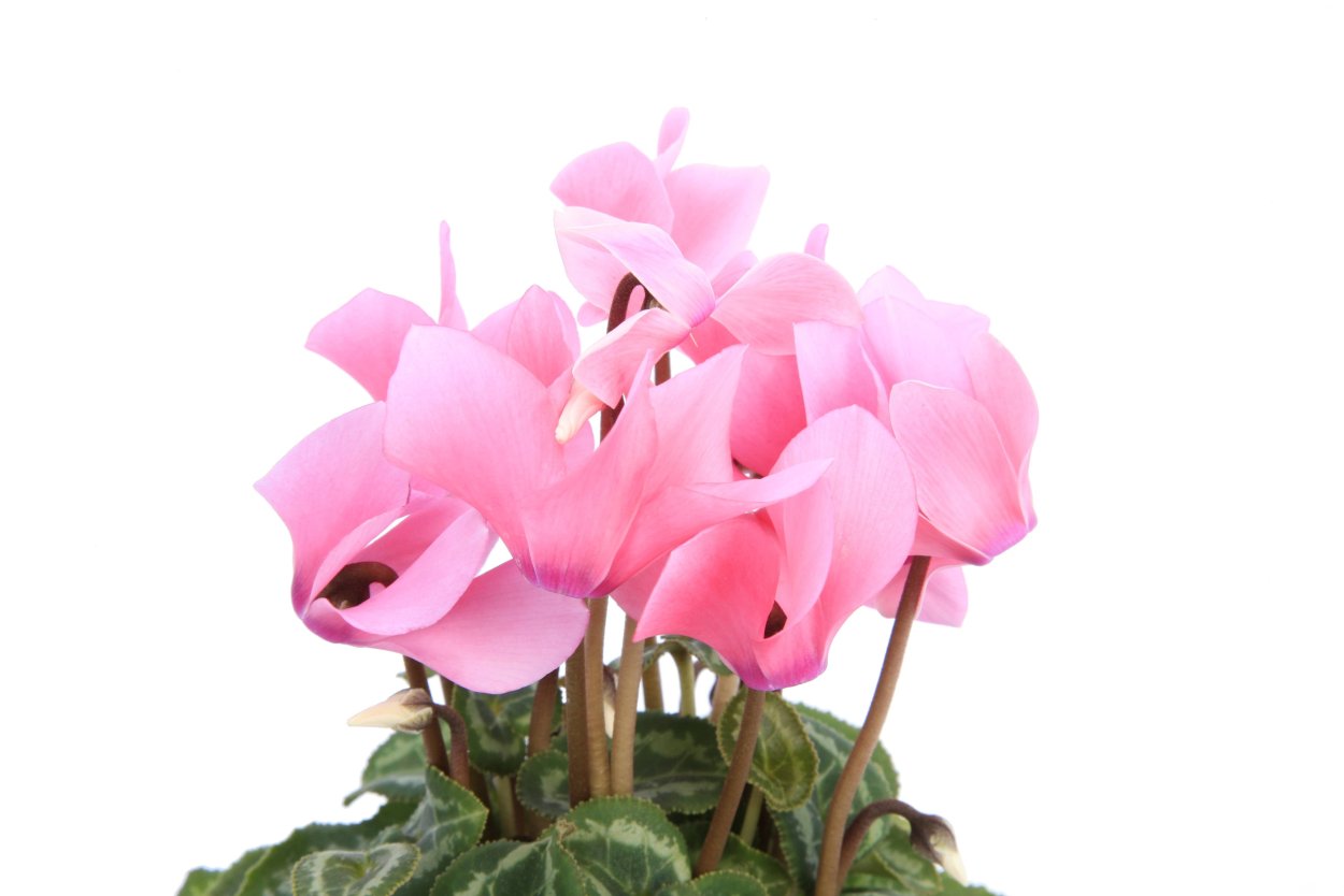 Цикламен на белом фоне