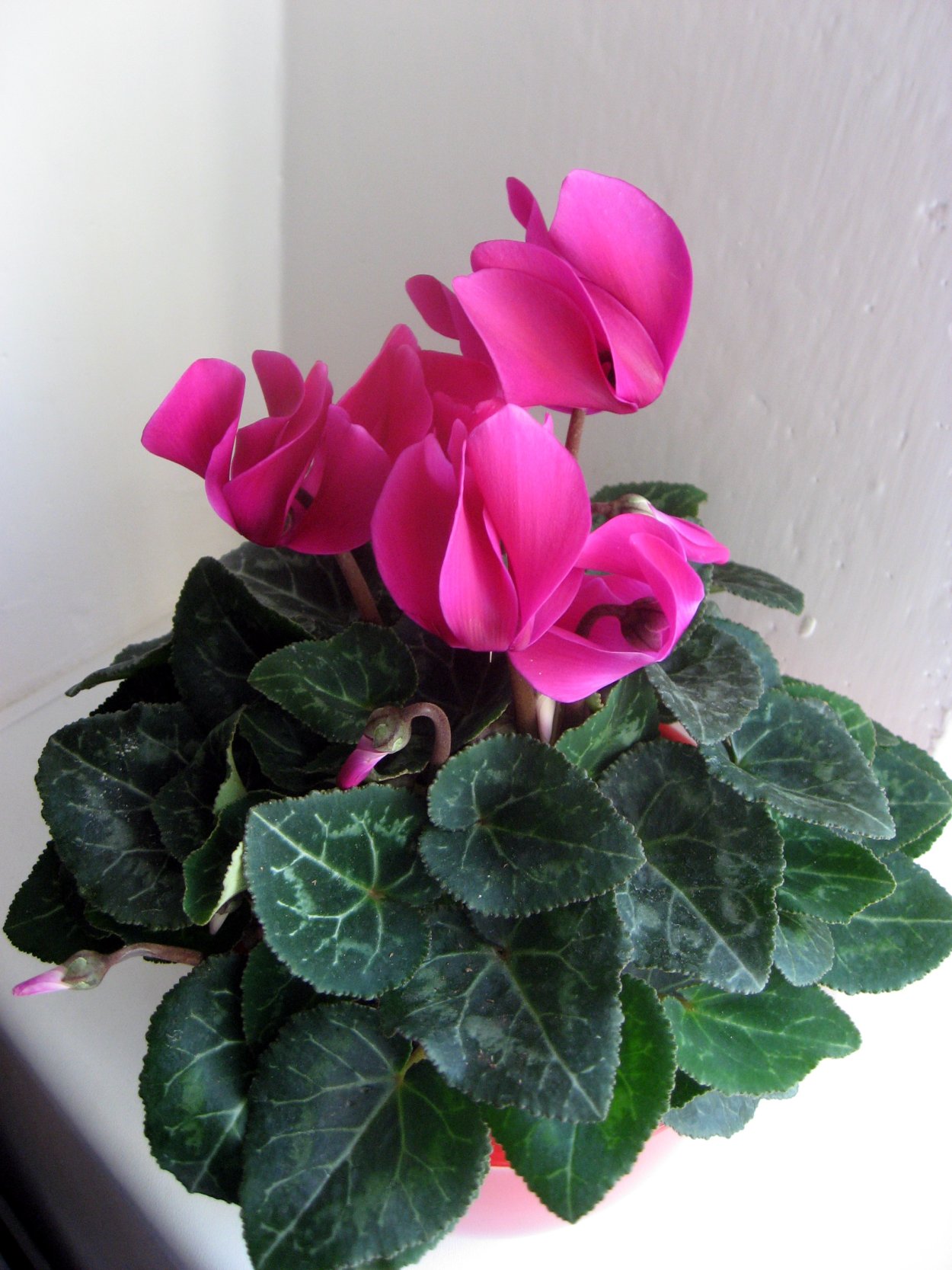 Цикламен цветок Лилу