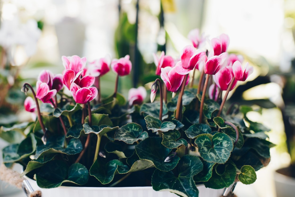 Купить снмена темновишневого цикламенп