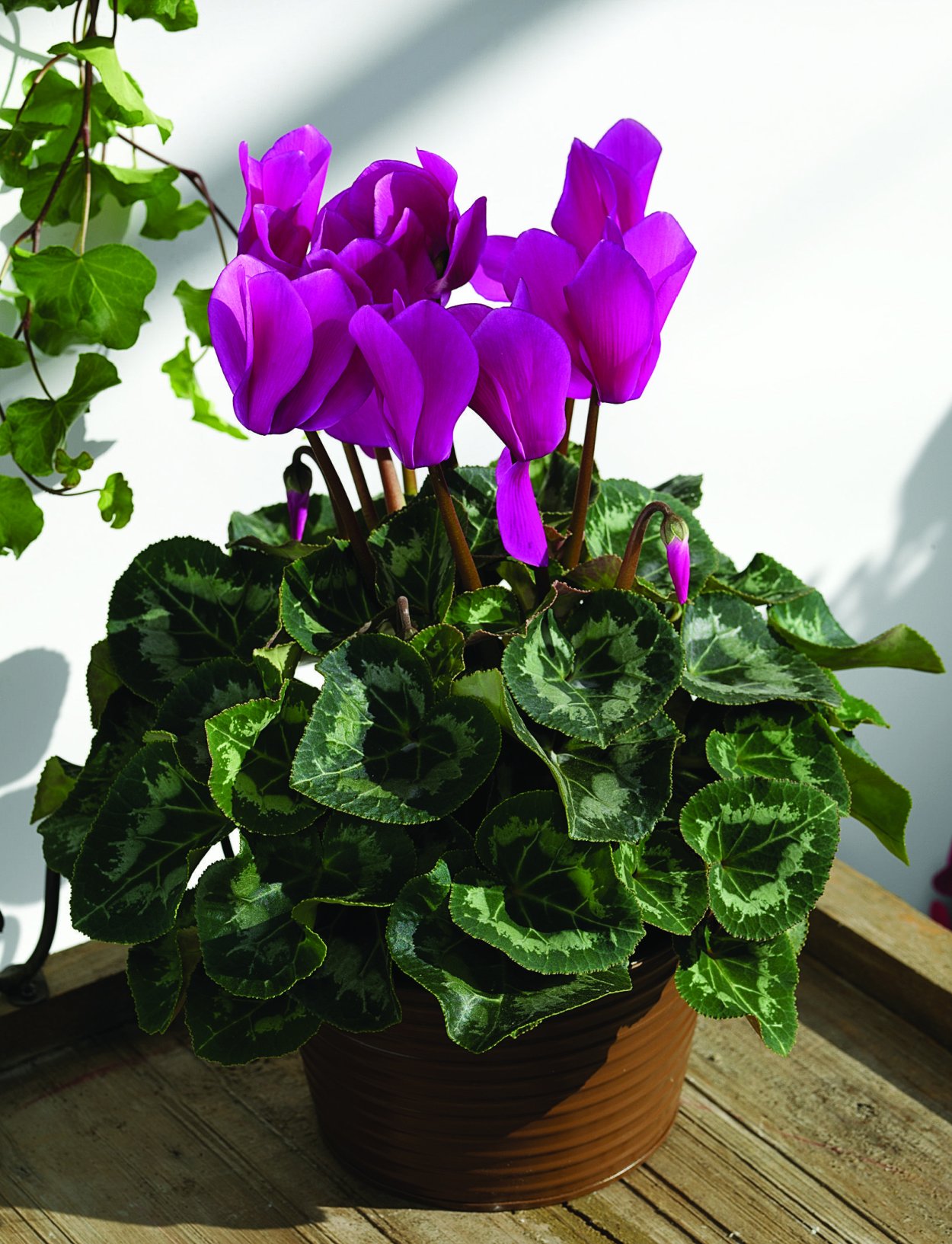 Цикламен персидский пурпурный