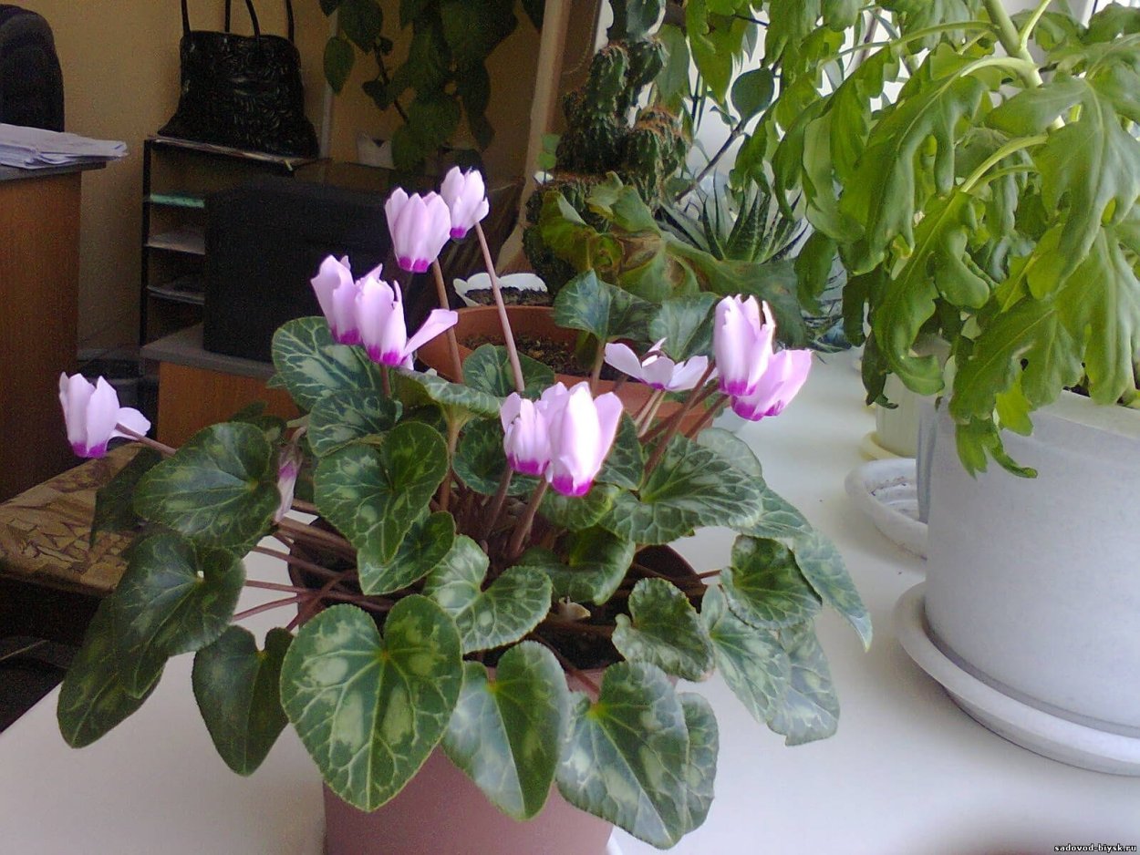 Цикламен лиловый лед