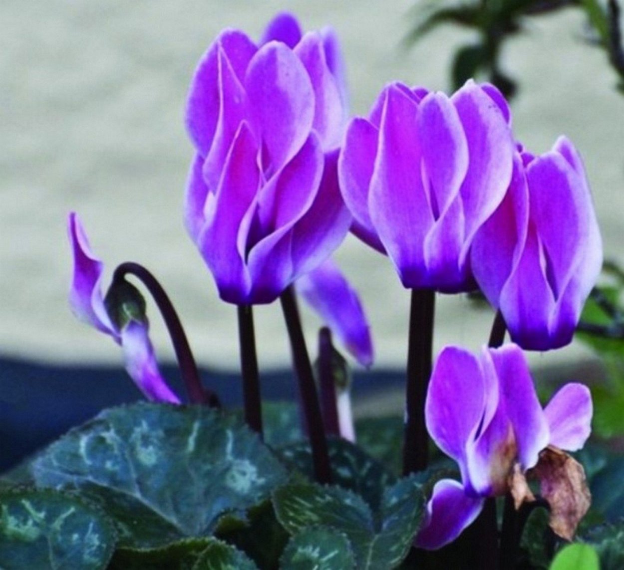 Цикламен фиолетовый