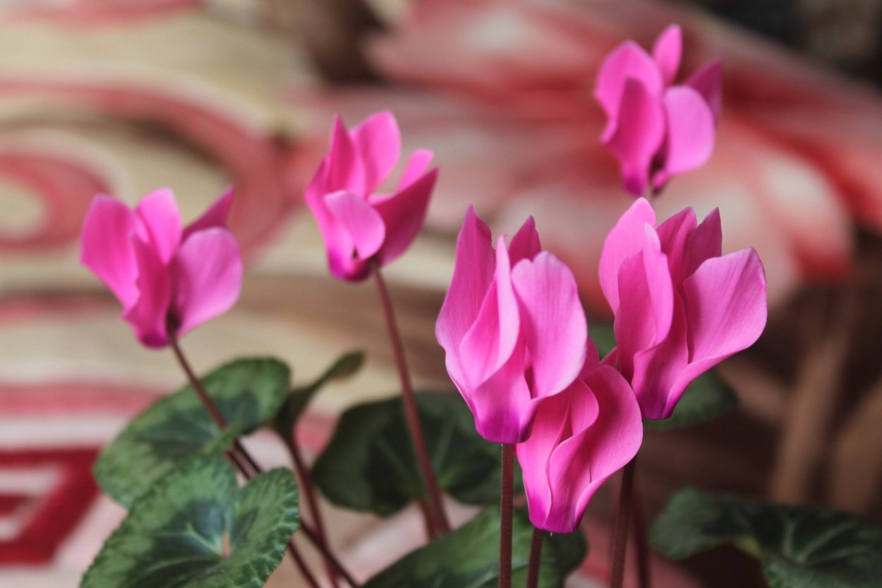 Цикламен Silverado Magenta