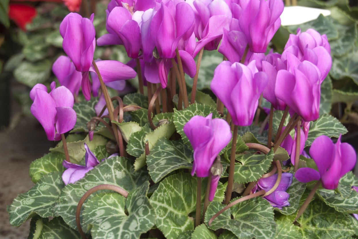 Цикламен сиреневый