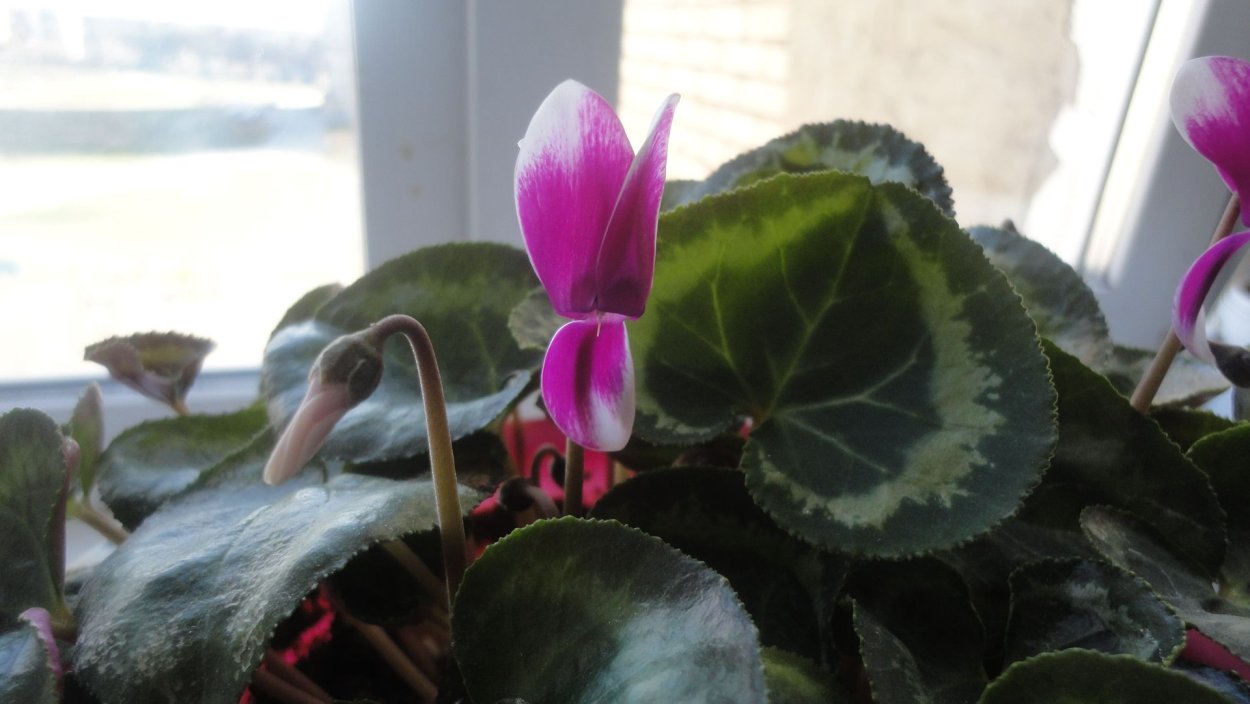 Цикламен плющелистный (1шт.)