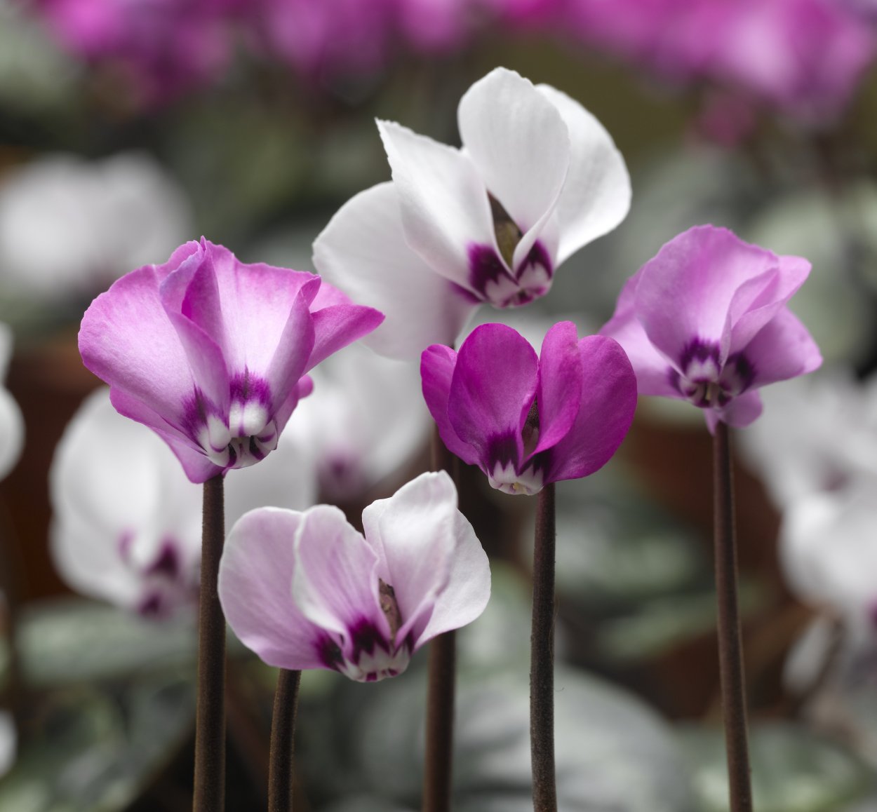 Cyclamen PURPURASCENS
