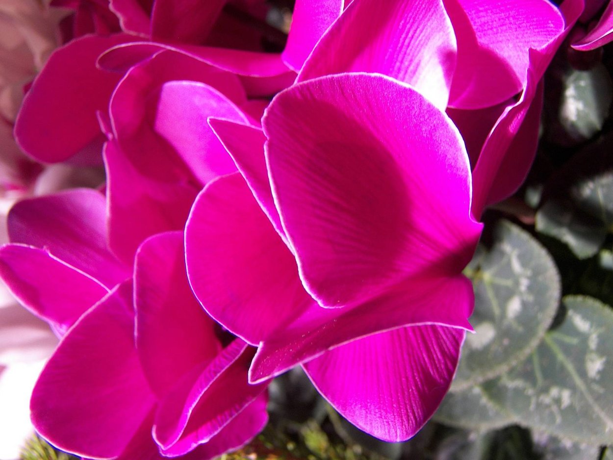 Цикламен фуксия