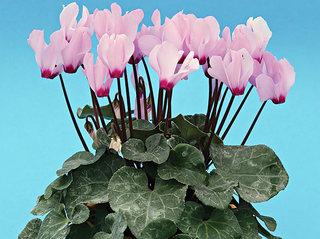 Цикламен персидский Розмари