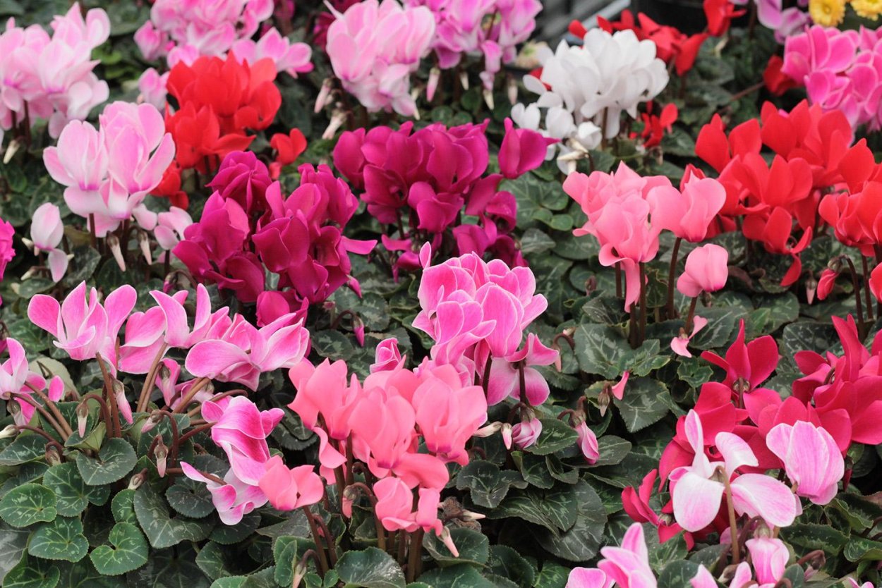 Цикламен персидский Хайн