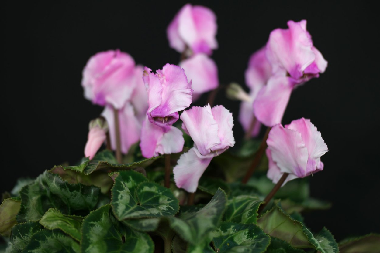 Silver Heart Rose цикламен