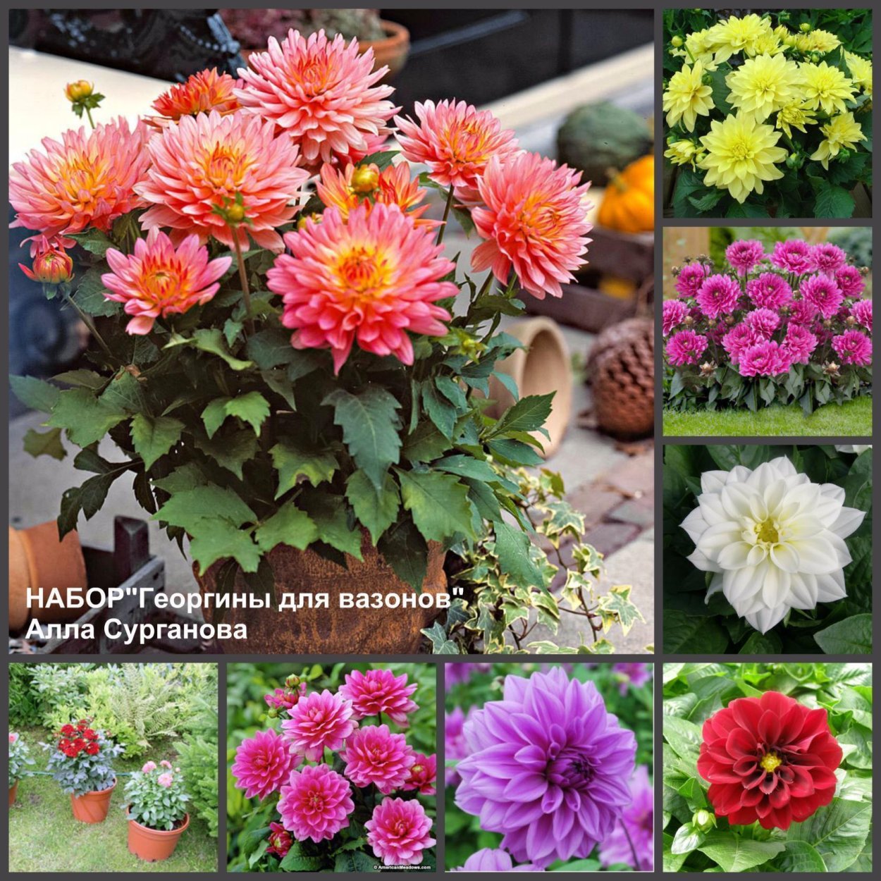 Георгины однолетники низкорослые