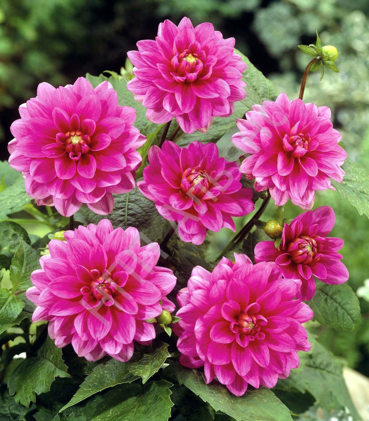 Георгина Dahlia Bluesette