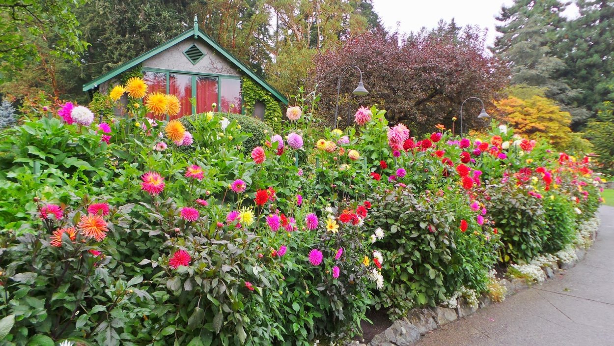 Георгины в миксбордере