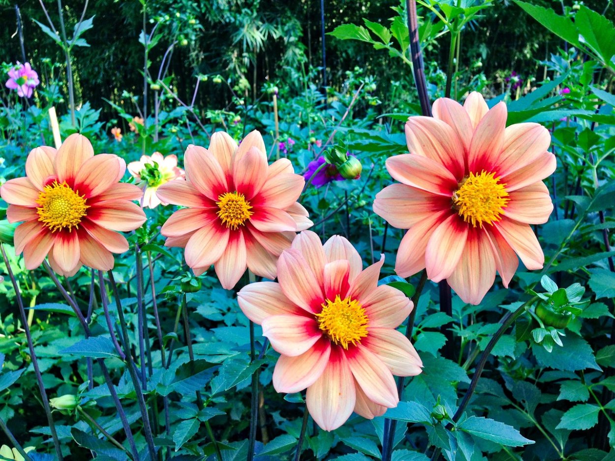 Бордюрные георгины Веселые ребята