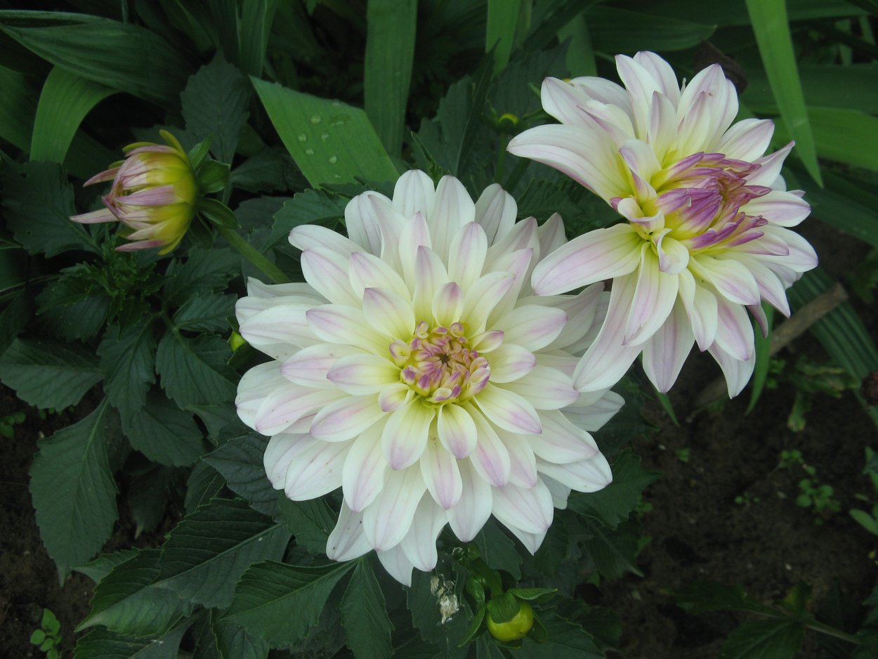 Георгин бордюрный Галери