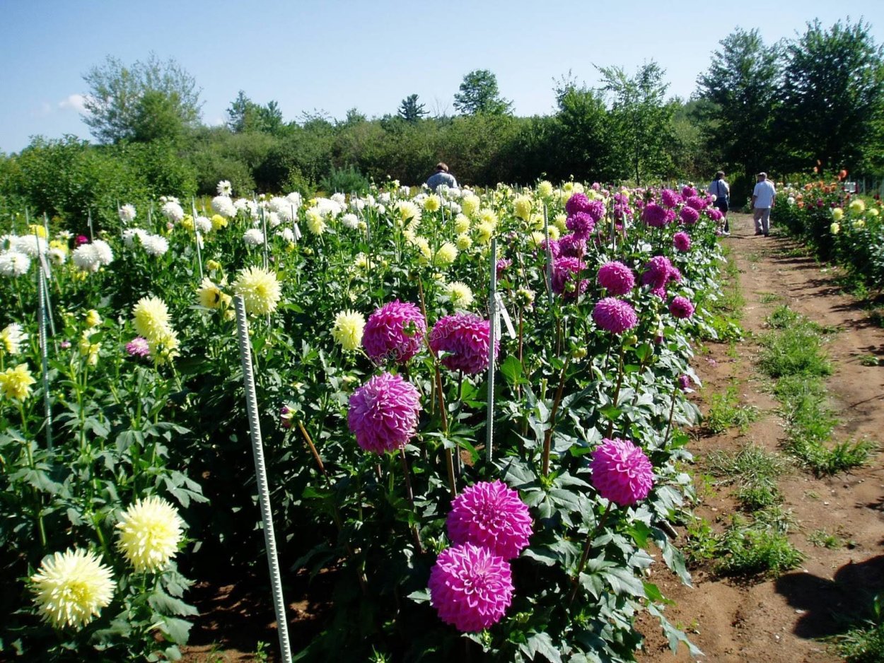 Георгины многолетние