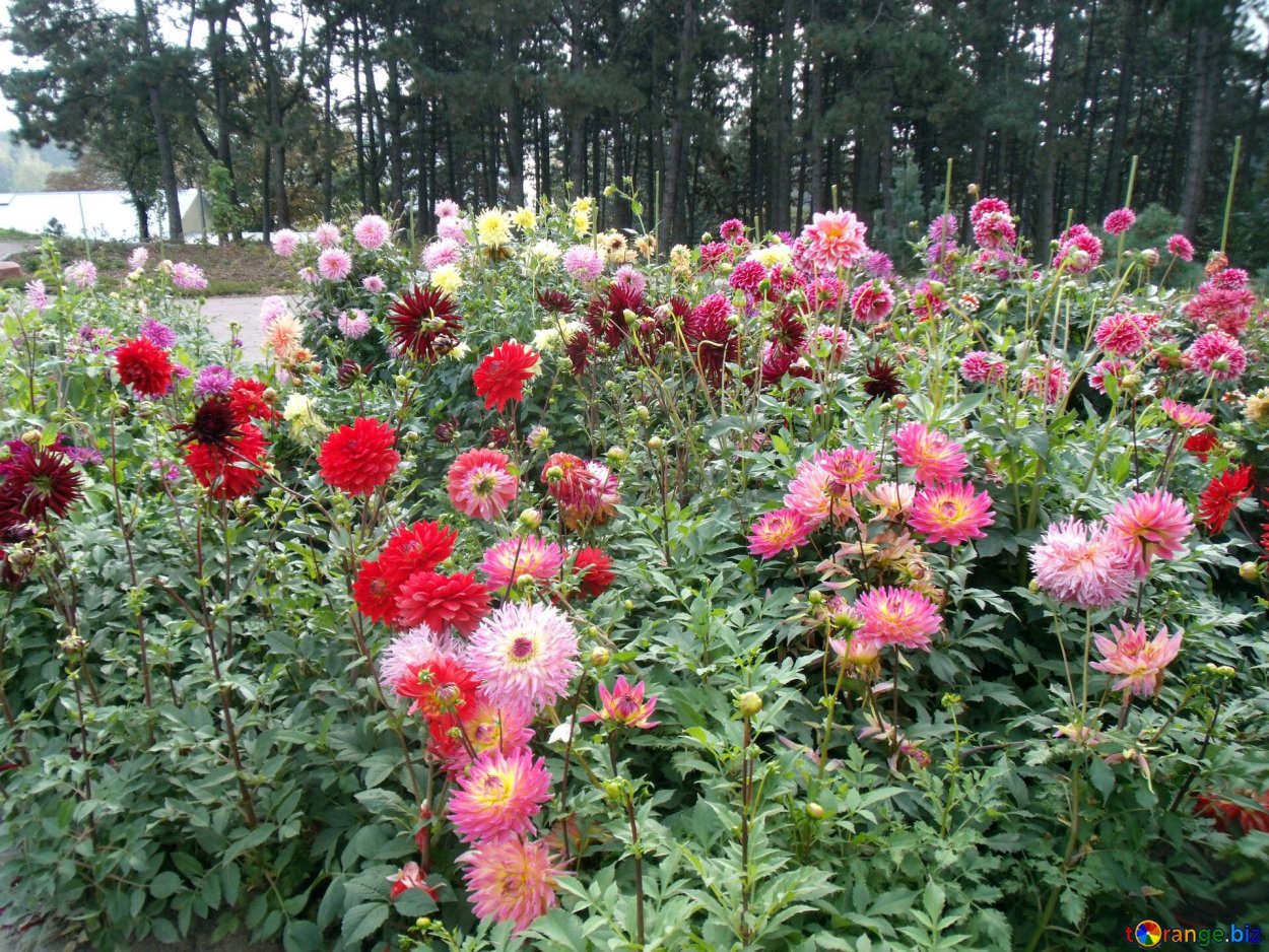 Георгины в миксбордере