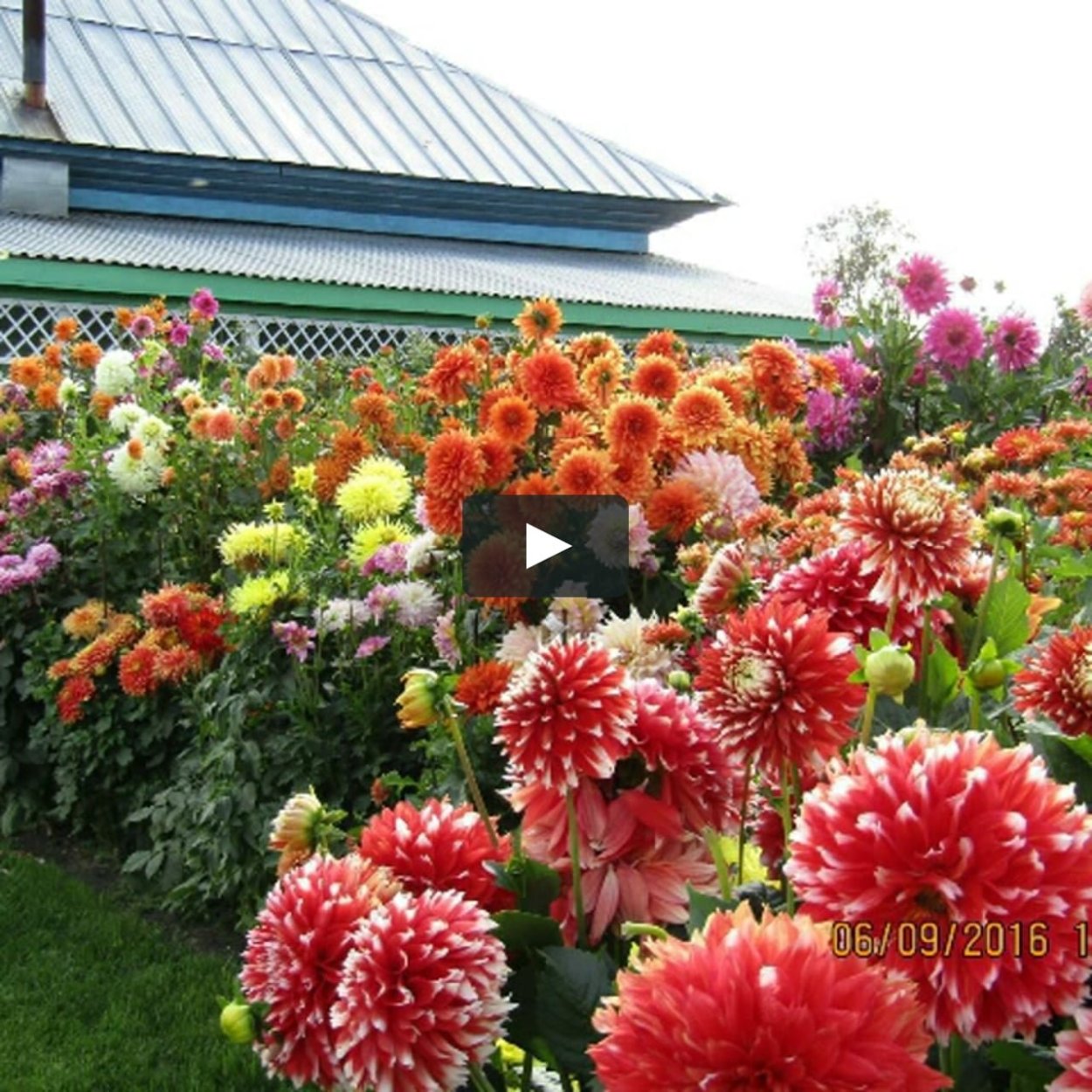 Георгины кустовые