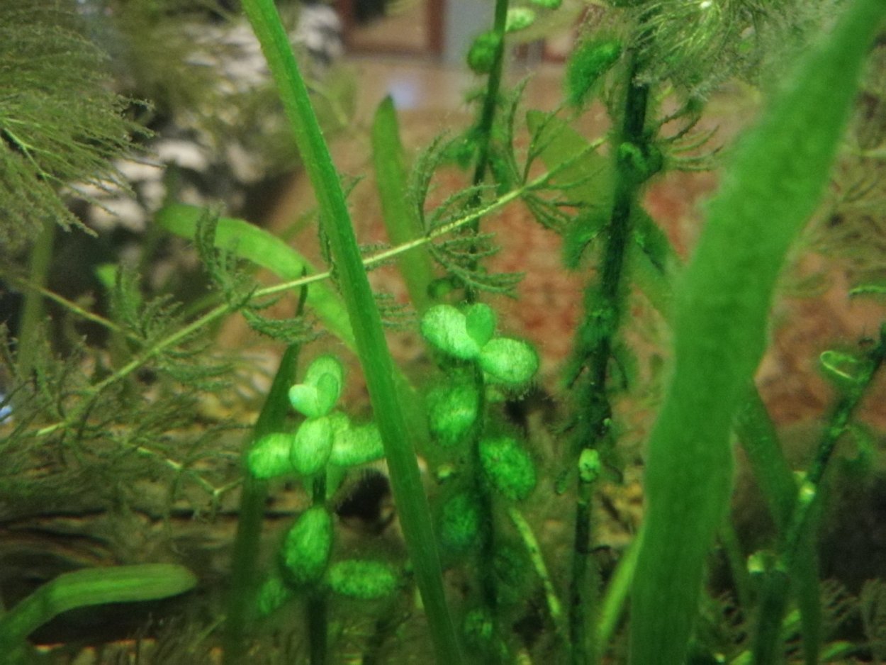 Икра на водорослях