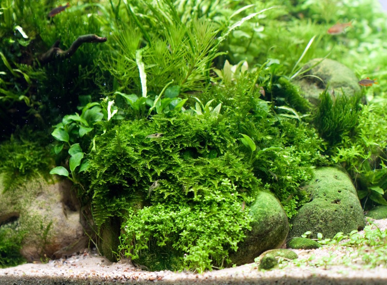 Ксенококус в аквариуме