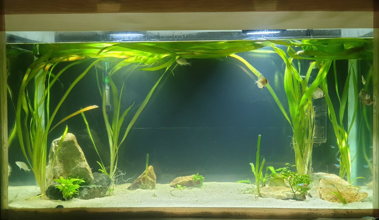 Валлиснерия гигантская (Vallisneria gigantea)