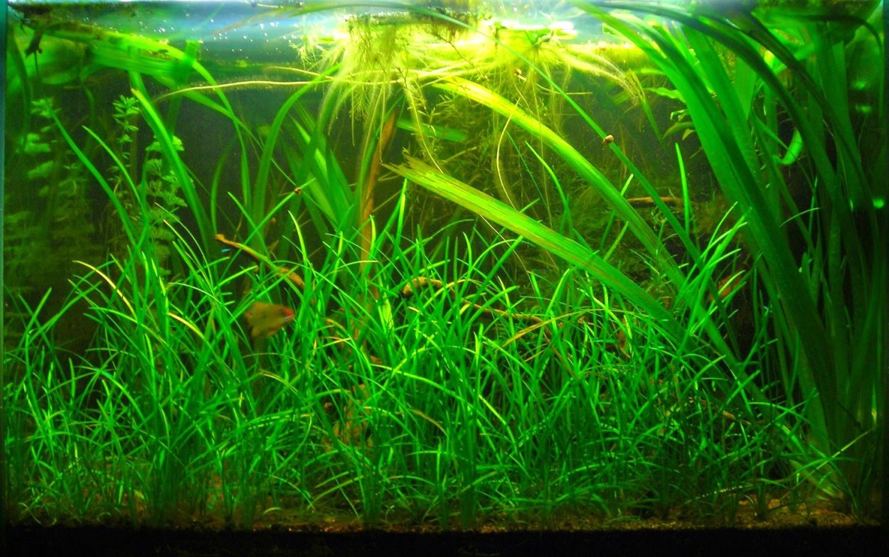 Валлиснерия натанс