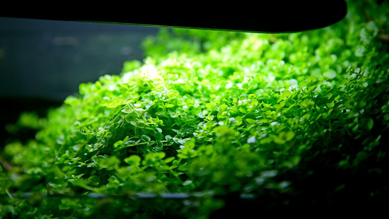 Микрантемум Тенистый