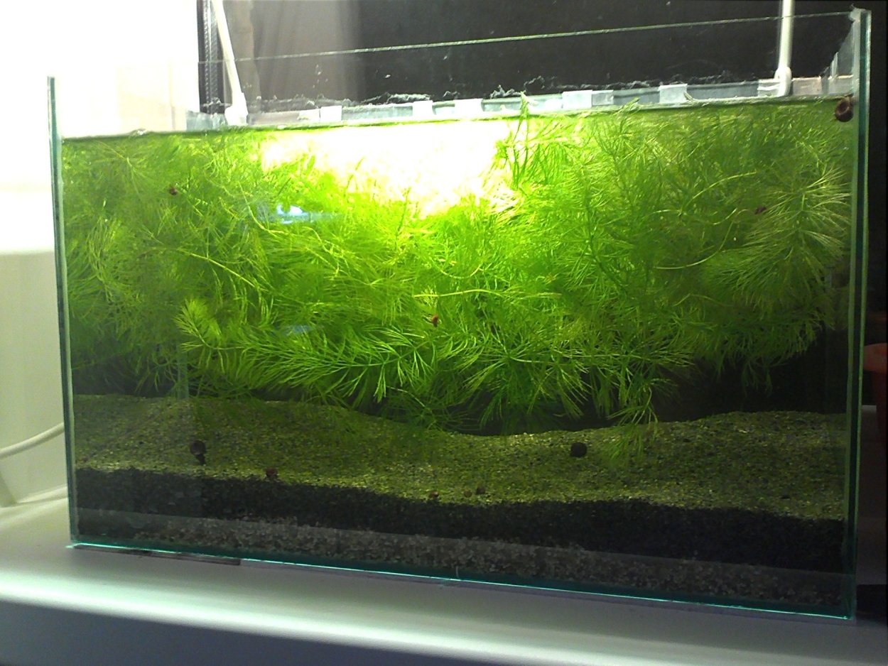 Роголистник в травнике