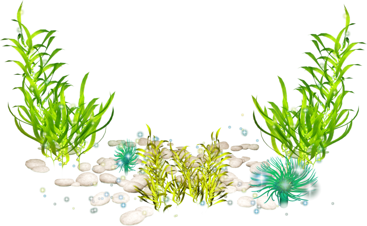 Морские водоросли на прозрачном фоне