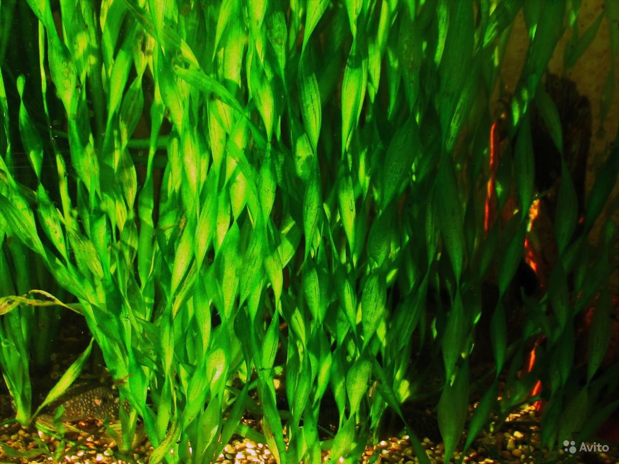 Валлиснерия спиральная аквариумное
