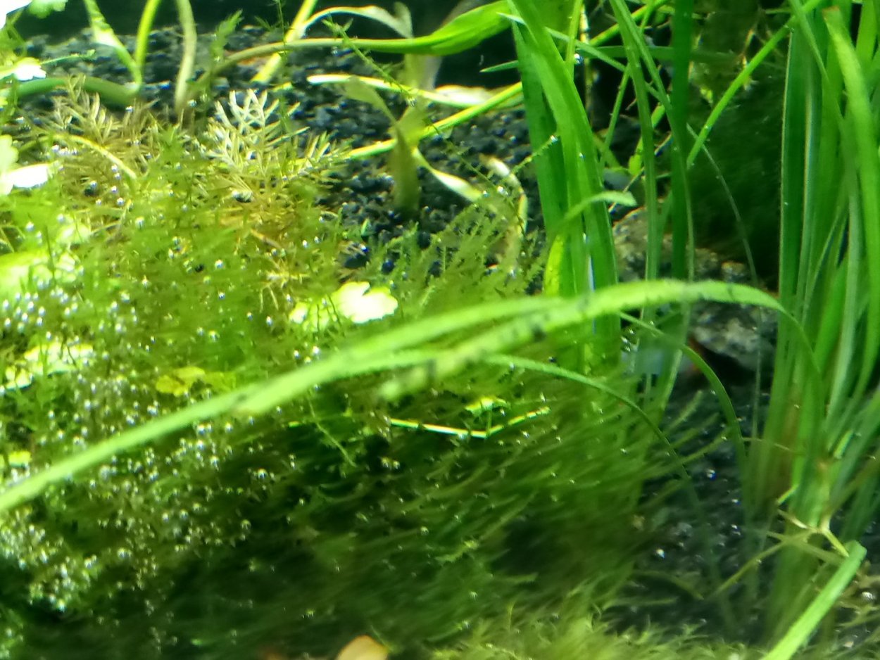 Водоросли в аквариум ламинария