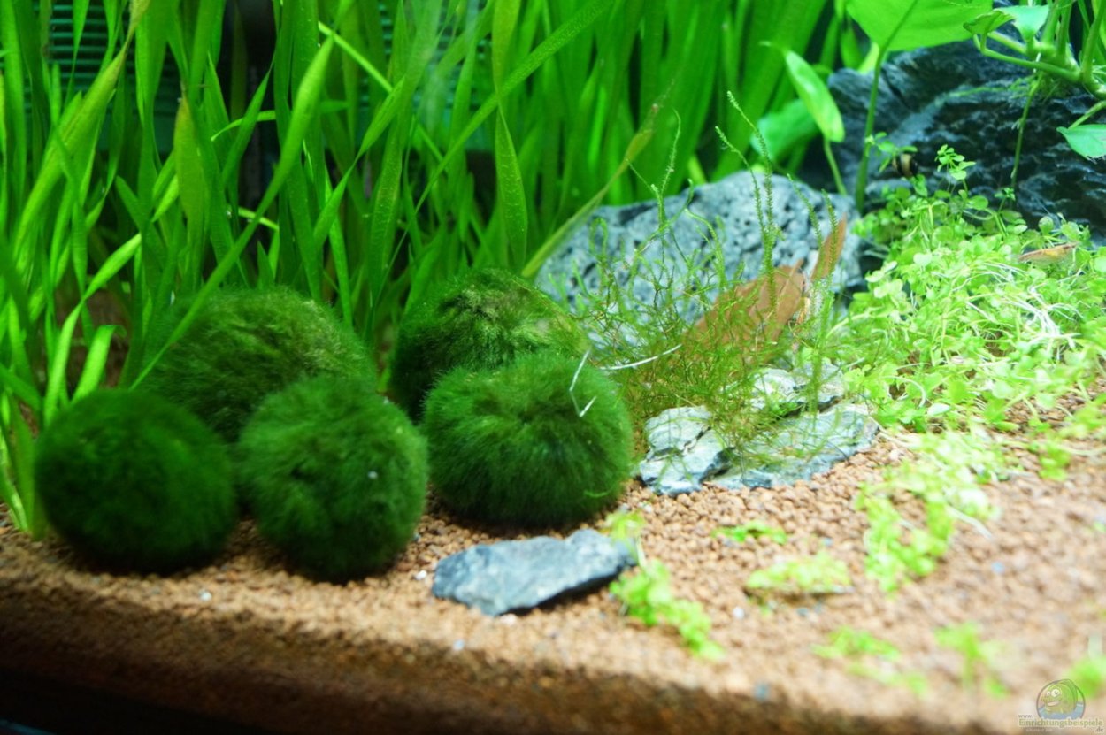 Эгагропила Линнея кладофора шаровидная