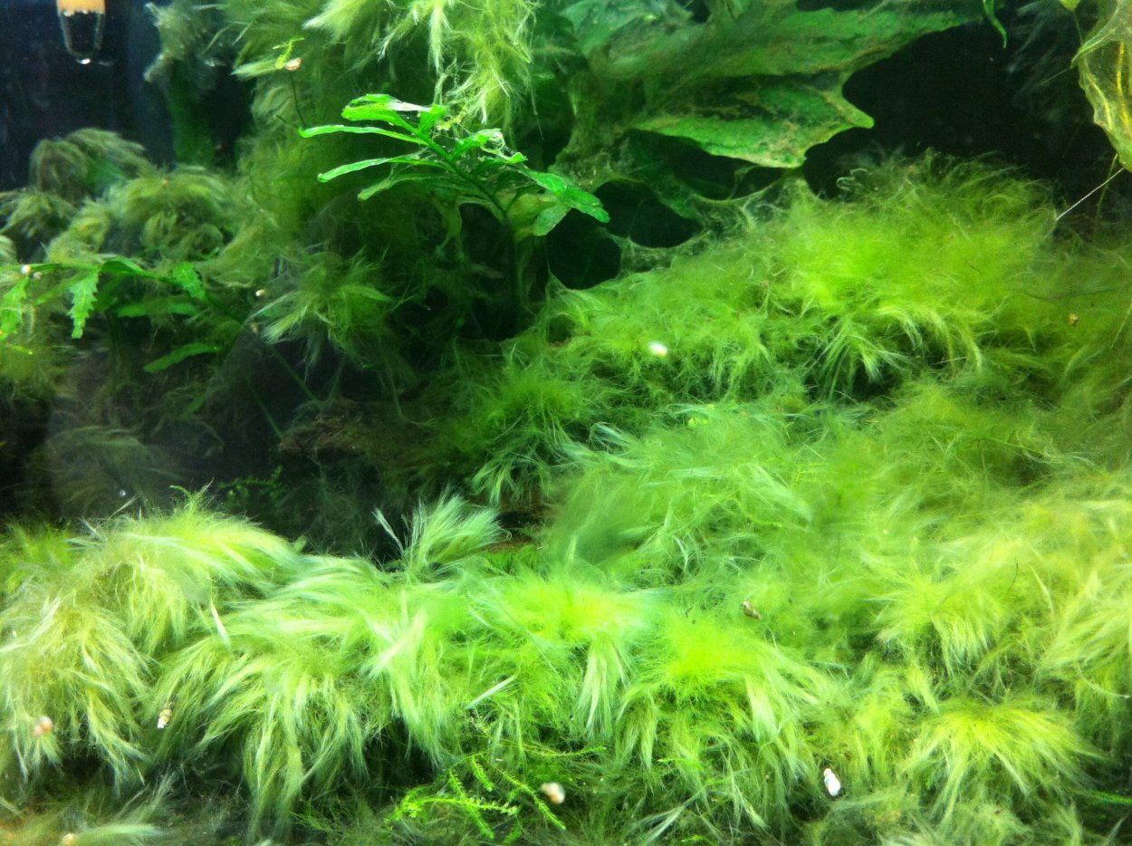 Нитчатка кладофора