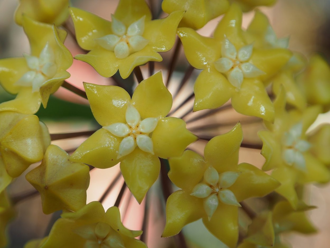 Хойя Николсона