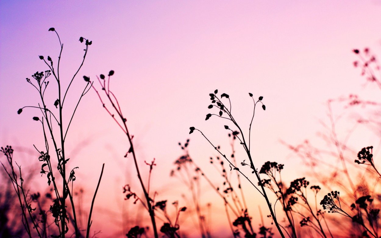 Цветы на закате Эстетика