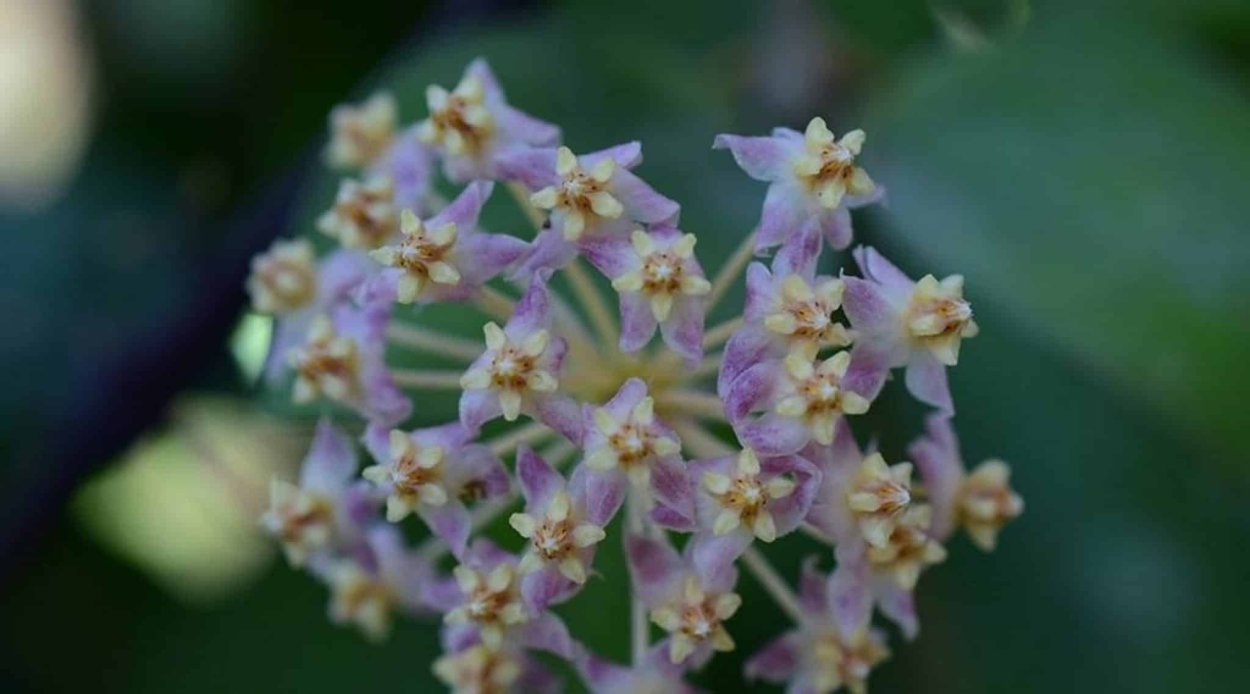 Хойя myrmecopa Purple