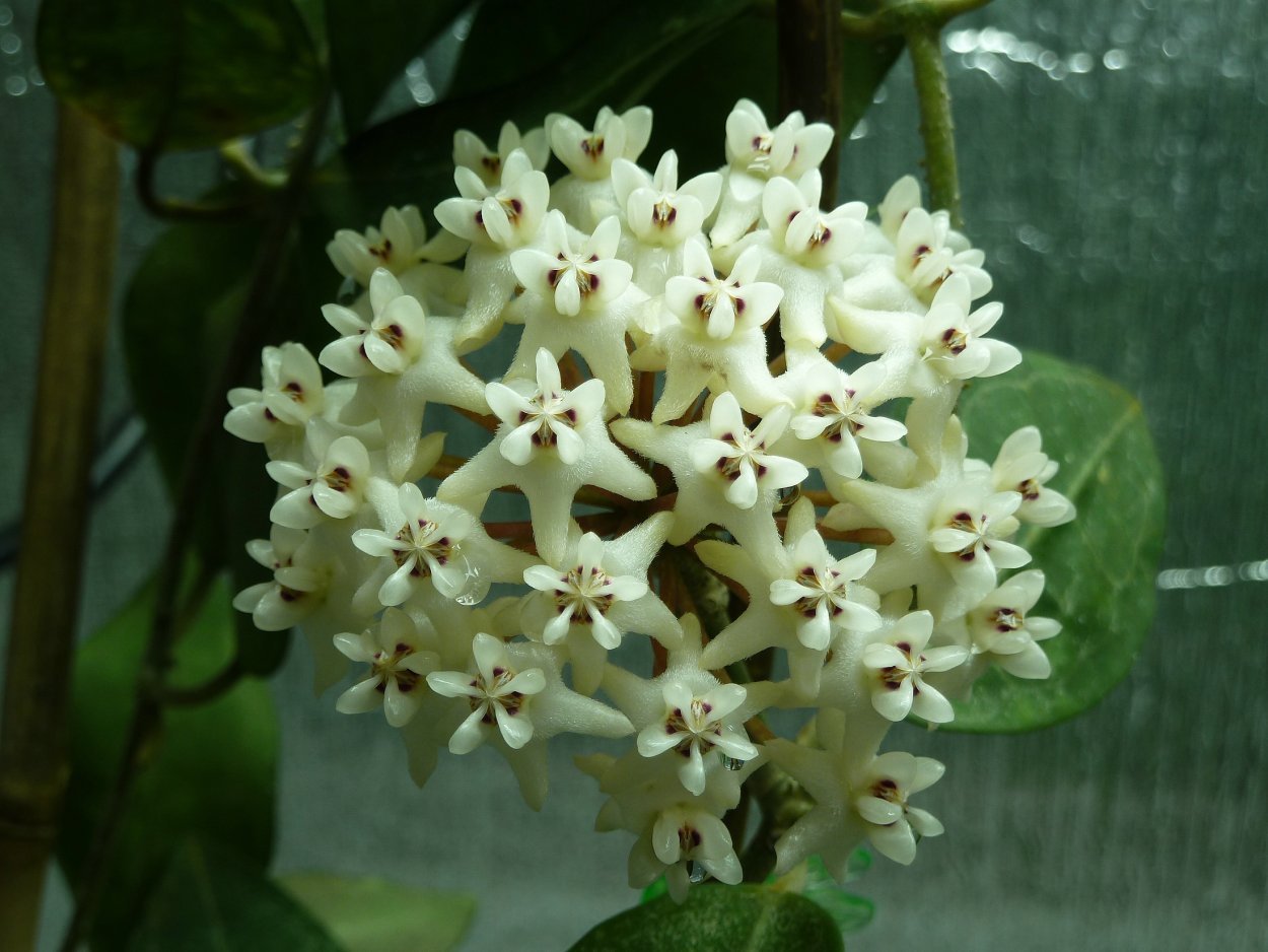 Хойя pimenteliana