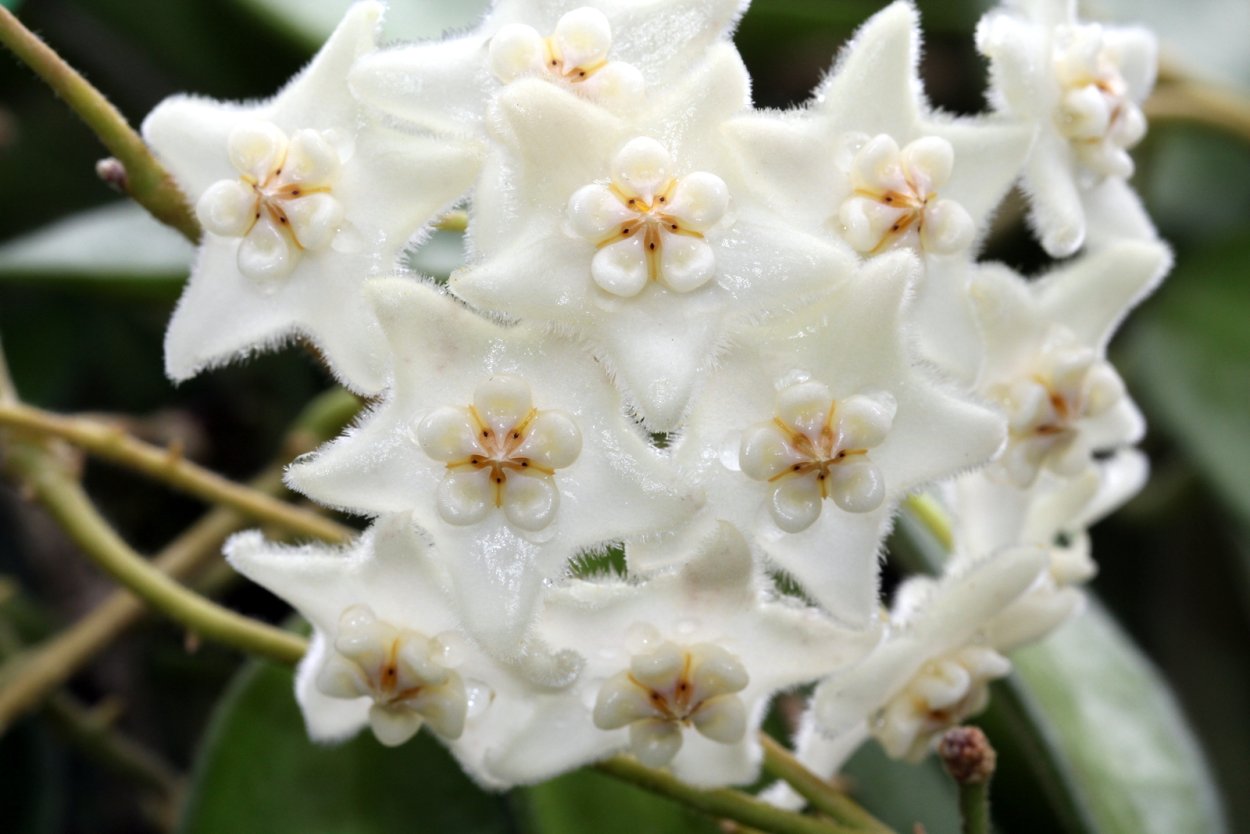 Хойя бьянкес