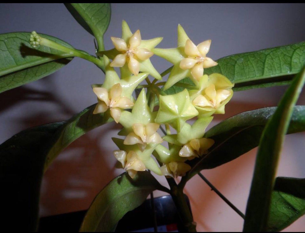 Хойя platycaulis Yellow