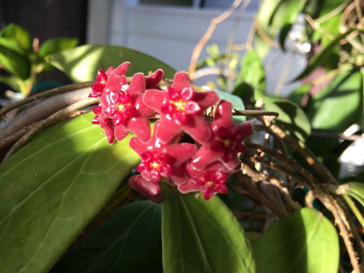 Хойя buthleriana