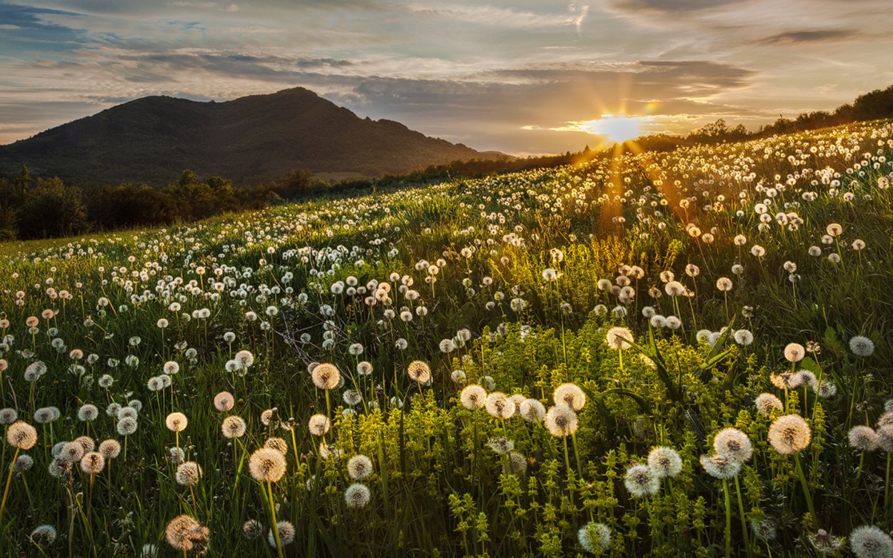 Поле с цветами Эстетика