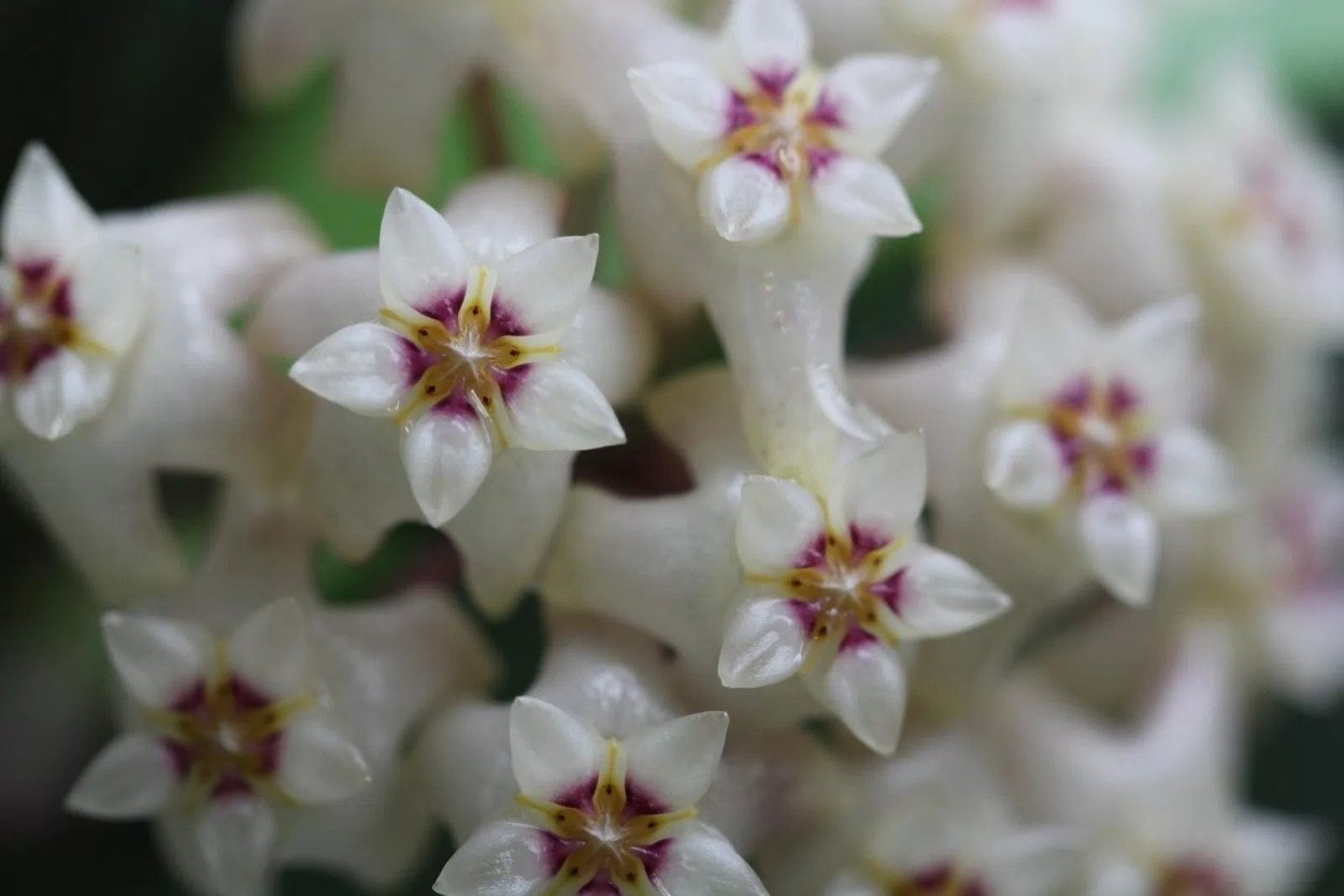 Хойя пиментилиана фото