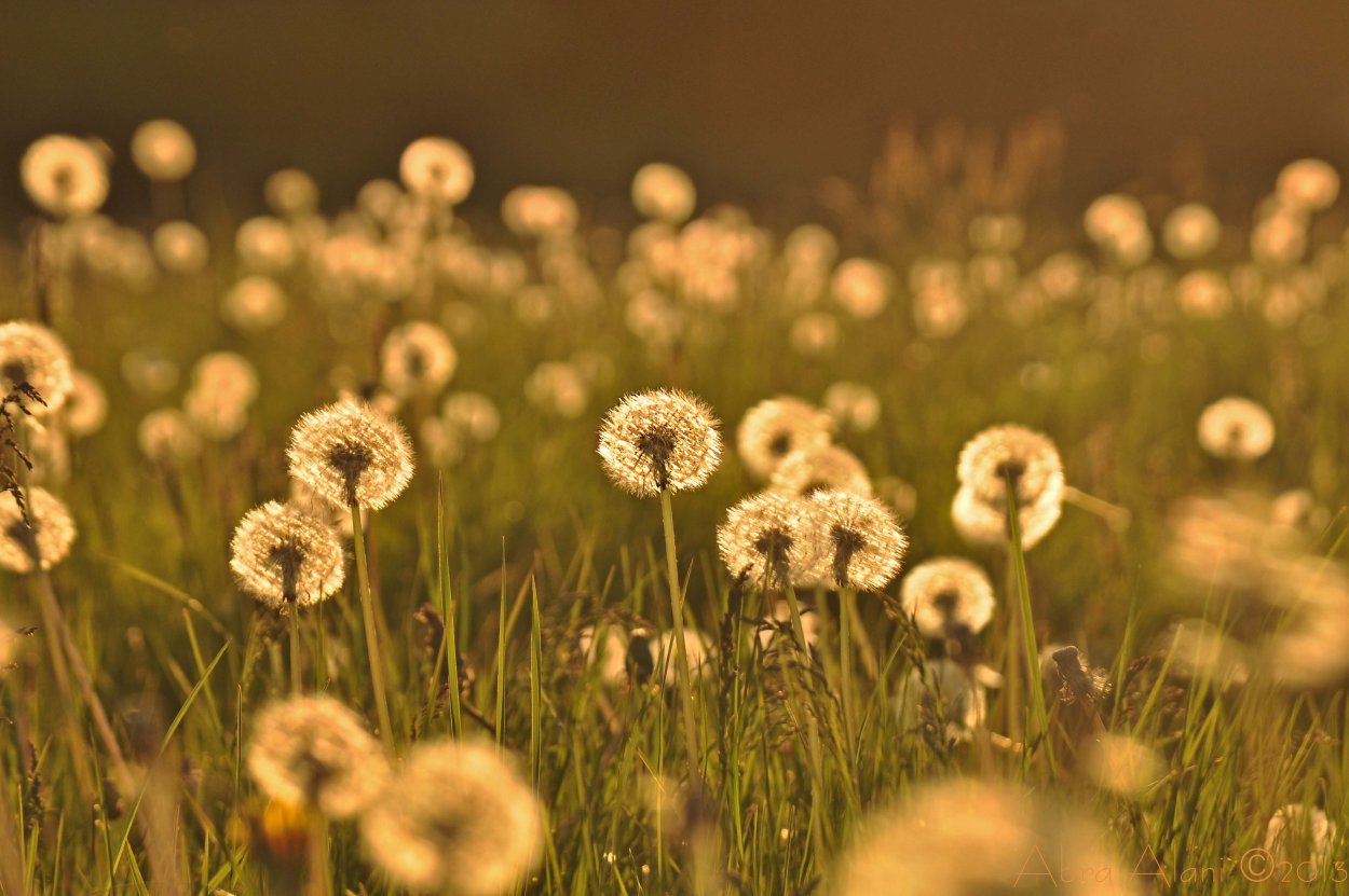 Одуванчиковое поле Геншин