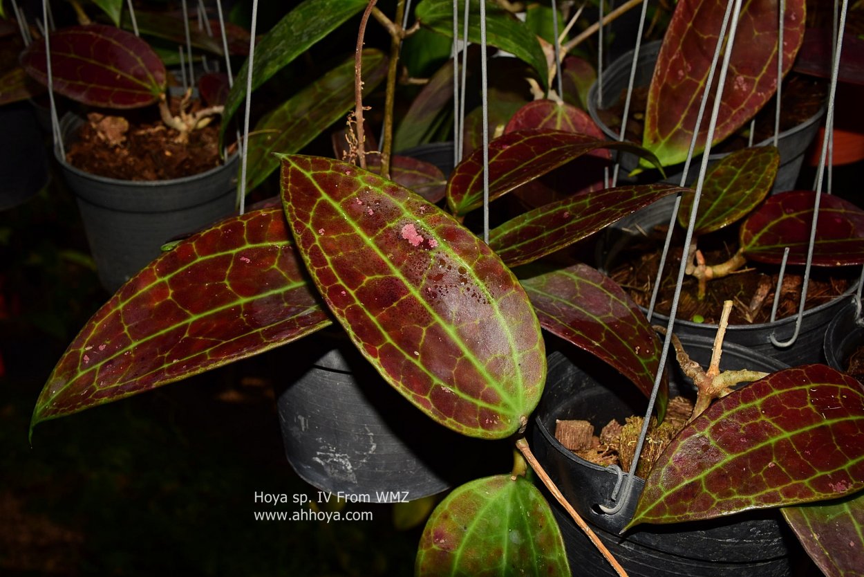 Хойя SP 22 Khao Yai big Leaf