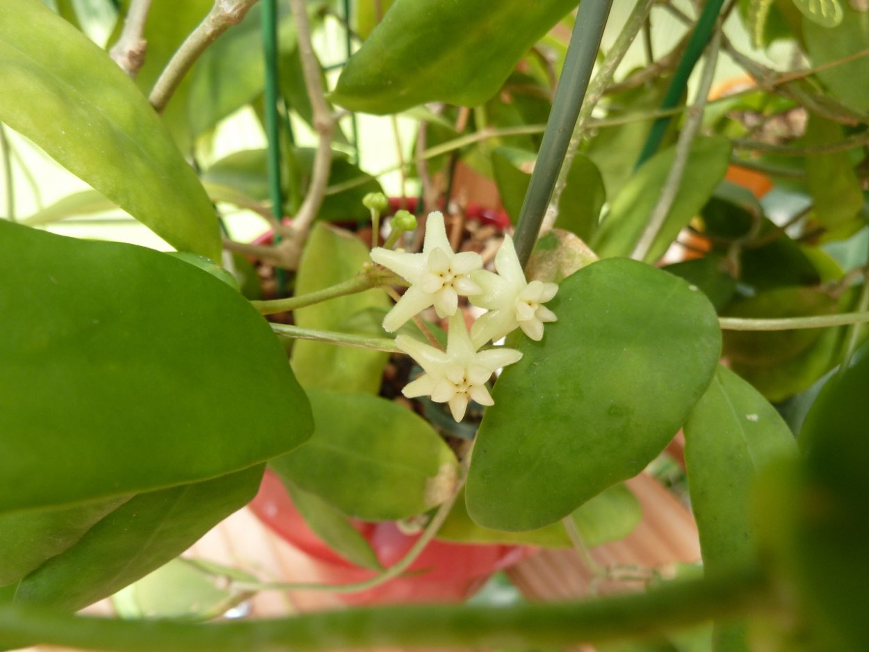 Хойя cagayanensis