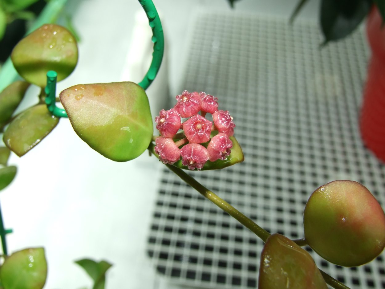 "Hoya heuschkeliana Хойя Хойшкеля"