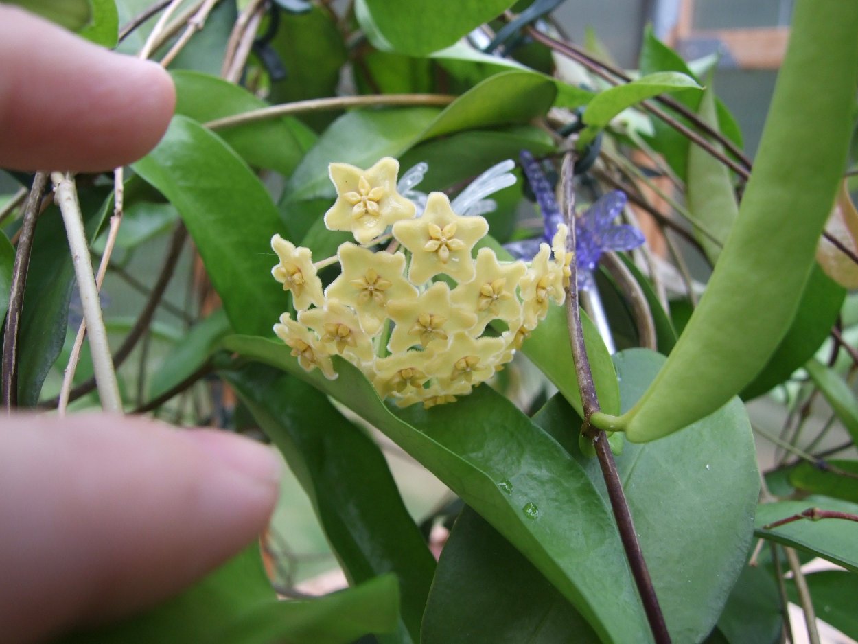 Хойя kenejiana albomarginata